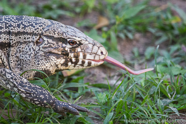 tegu tongue